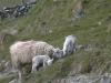 Sheep grazing_thumb.jpg 2.5K